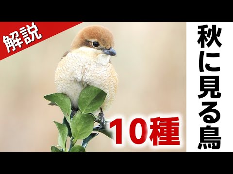 秋について詳しく解説