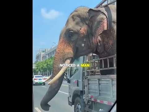 This Elephant Shared His Flowers 🥹