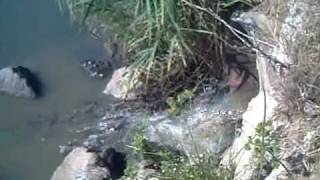 preview picture of video 'el rio Fluvia; Sant Pere Pescador'