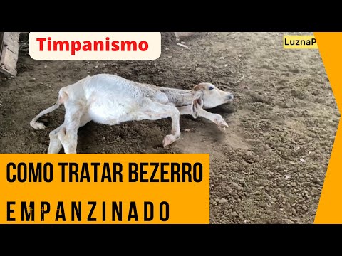 , title : 'Como salvar Bezerro Empanzinado #timpanismo'