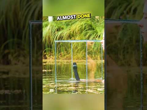 Every lake should have this 🤩🐬 #shorts #diy #aquarium #viralshorts