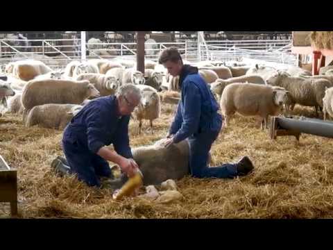 , title : '🇩🇪 Drillinge werden geboren! Schafzüchter Kees zeigt wie er bei der Geburt hilft!'
