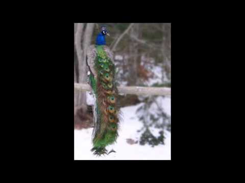 Pavlina Krylya  {Peacock's Wings}