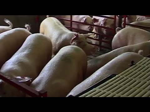 For Farming, Is Bigger Really Better? (VOA On Assignment July 26)