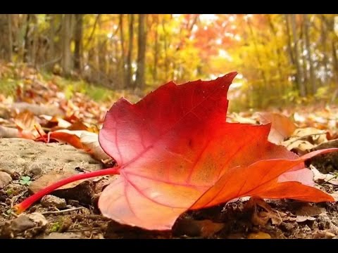 Falling Leaf - Nadama & Bhakta / d2b (Relaxing, meditative, ambient music)