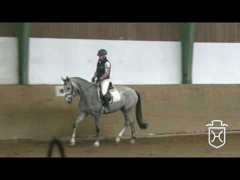 05 Holsteiner Stute von Casquetto - Calippo - Calato