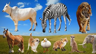 Adorable Moments of Animals: Cow, Zebra, Tiger, Horse, Duck, Fox, Elephant – Animal Moments