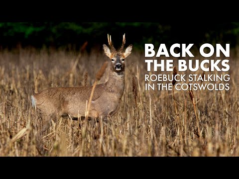 Roebuck stalking in the Cotswolds