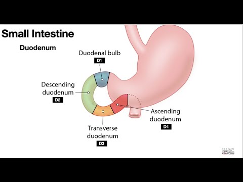 HCC 1475-5-Small Intestine Anatomy