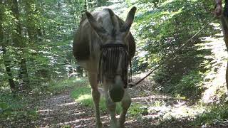 &quot;Lieblingsfarben und Tiere&quot; - &quot;An Land&quot; (Element of Crime- cover)
