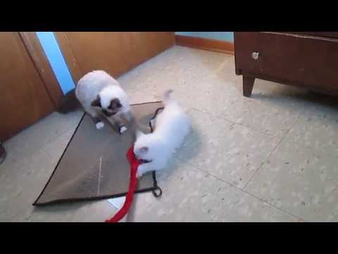 Mary Rose Sept.4, 2015