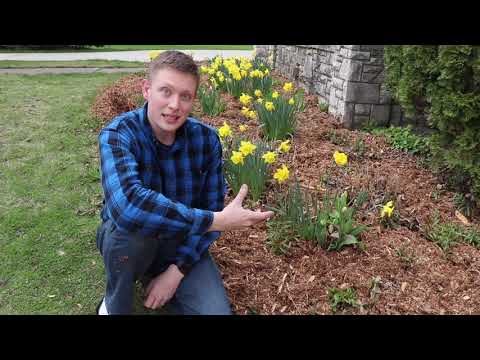 Mulching Flowerbeds In Springtime
