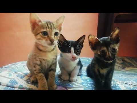 Three little kittens......