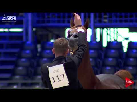 N.117 SAFEER - Paris 2017 - Senior Stallions (Class CM6B)