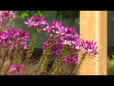 download lagu mp3 mp4 Cleome Violet Queen, download lagu Cleome Violet Queen gratis, unduh video klip Cleome Violet Queen