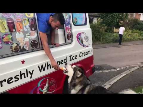Alaskan Malamute Mishka Waits For The Ice Cream Van