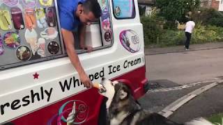 Malamute waits for ice cream truck