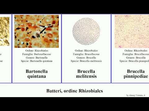Batteri, ordine Rhizobiales brucella bacteria suis quintana canis abortus melitensis henselae Loom