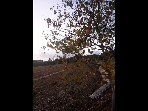 bel ahlam - Pamela Antoun | بالأحلام- باميلا أنطون #shorts