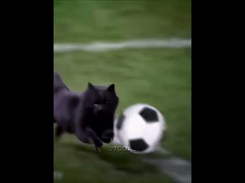 When Cat Copies Ronaldo 🤣😹