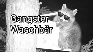 Wie ein Waschbär , ein Vogelfutterhaus plündert. Technax TX-69