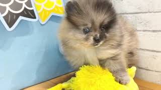 ポメラニアンの動画01