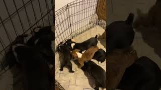 Boxer Puppies Videos