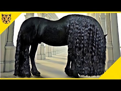 , title : '10 Kuda Tercantik, Terlangka, dan Termahal di Dunia'