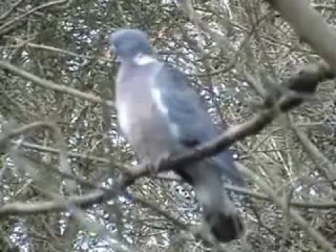 Common Wood Pigeon — display