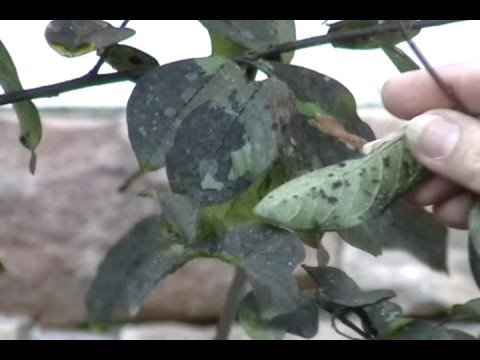 download lagu mp3 mp4 Crepe Myrtle Diseases Sooty Mold, download lagu Crepe Myrtle Diseases Sooty Mold gratis, unduh video klip Crepe Myrtle Diseases Sooty Mold