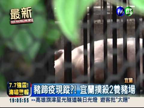 豬蹄疫現蹤?! 宜蘭撲殺2養豬場
