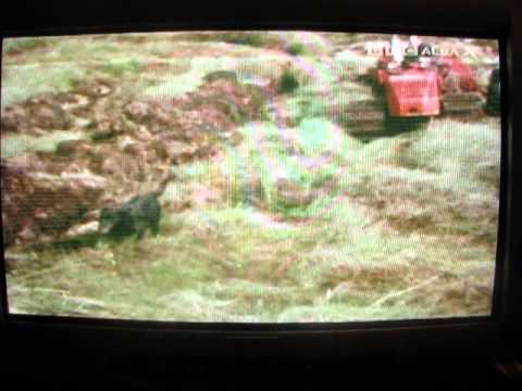 Bill Henderson and Soda the black labrador ploughing on Rhum 1971