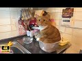 Orange Cats With Unexplained Behavior
