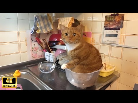 Orange cats with unexplained behavior