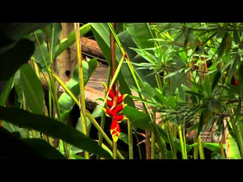 Colors of Hawaii - The Flowers of Hawaii