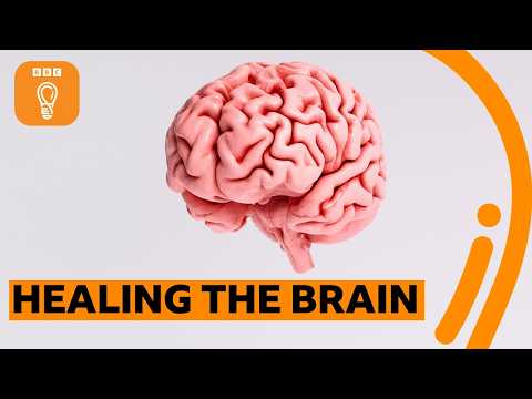 大腦竟能自我修復？跟著 BBC 揭開大腦驚人的療癒能力｜BBC Ideas (The incredible way the brain can heal itself | BBC Ideas)