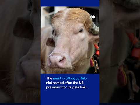 Bangladesh's rare Albino buffalo named 'Donald Trump' becomes Eid sensation | DW News