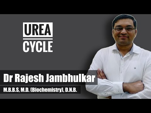 3. Urea cycle- site, steps, regulation, energetics and disorders