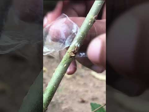 Easy Bud Grafting for Fast Growing Mulberry Trees EP238 #nature #grafting #plantgrafting