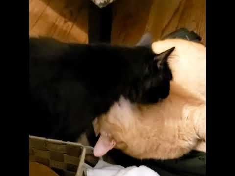 Cori and  C.J. kissing each other