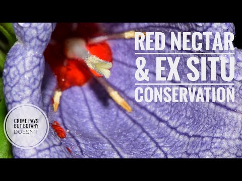 Roter Nektar, gefährdete Pflanzen und 13 Minuten bei MOBOT