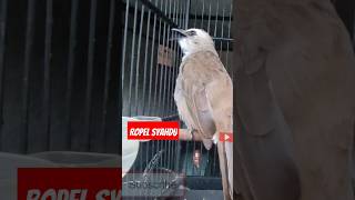 Download lagu trucukan gacor ROPEL SYAHDU mp3