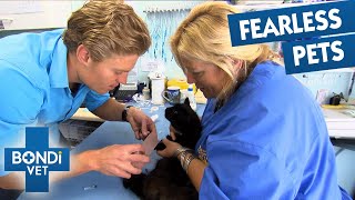 Living With Missing Limbs: Bravest Bondi Pets