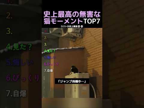 史上最高の無害な猫モーメントTOP7
