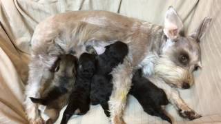 Jenna's litter at 6 days old