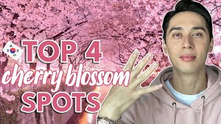 CHERRY BLOSSOM Season in Busan Korea 🌸 🌸 부산벛꽃