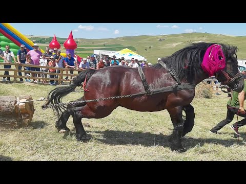 Cai de tracțiune proba de simplu Ceanu Mare-Cluj 15 Iulie 2023