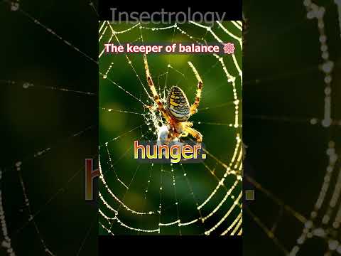 spider catching mosquito in web  #insects #facts #nature