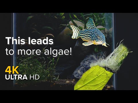 3 things that HELPED my algae situation! | My Tank Ep.4