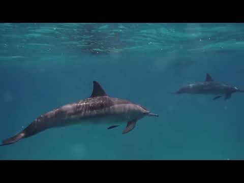 Top 5 der intelligentesten Tiere der Welt